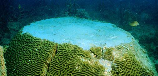 Many reef plants and animals also have other uses. Some are used for medicines. Many countries try to protect their reefs.