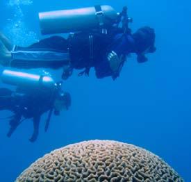 Glossary Divers still enjoy visiting fragile reefs. Almost 25 percent of the world s reefs have been destroyed. More than half of the rest are damaged. We can all do things to help protect the reefs.