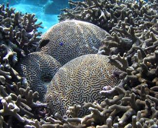 We can all help protect coral reefs. Then all the living things on coral reefs will continue to have homes and food. atolls (n.) barrier reefs (n.) fringing reefs (n.) lagoon (n.) polyps (n.
