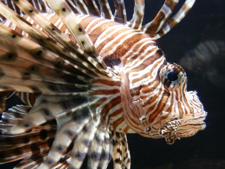 How has the red lionfish spread throughout the Gulf of Mexico?
