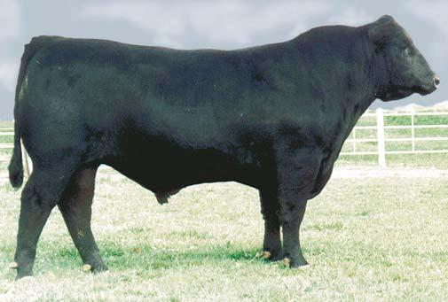 BLUBAUGH COMMERCIAL YEARLING BULLS SAV VOYAGER 1039 - FEATURING HIS SONS.