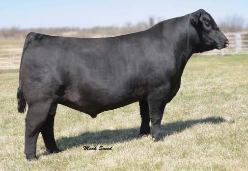 A calving-ease herd sire prospect by SAV Brilliance 8077. VIN-MAR O REILLY FACTOR - THE SIRE OF LOTS 82, 83 AND 84.