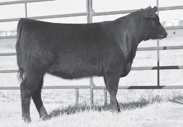 sire, SAV Iron Mountain 8066, from a dam by the