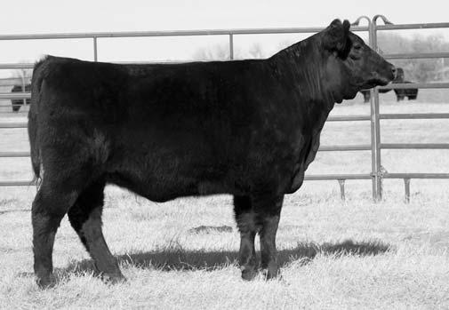 7 54 97 21 This special feature is sired by a son of the Accelerated Genetics high-performance sire, SAV 707 Rito 9969, from a dam by the $202,000 Midland Bull Test all-time record seller BR Midland,