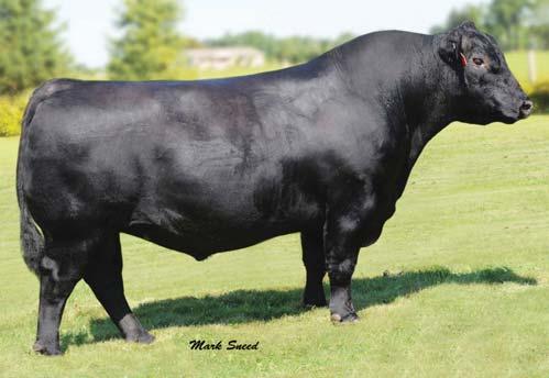028 A blending of the time-tested Primrose and Blackbird families by the popular and proven Genex/CRI sire, SAV Pioneer 7301.
