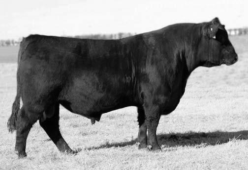 3439, SAV Recharge 3436 and SAV Heritage 6295. The Pathfi nder grandam of this bull is also a stellar producer whose sons include SAV Angus Valley 1867 and SAV Brave 8320.