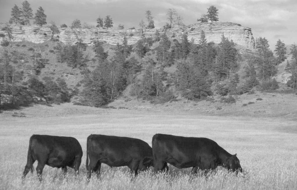 Montana Grasslands Heifer Project We realize as a cowman reading the catalog you are interested in cattle whom benefit from your experience and exceptional management.