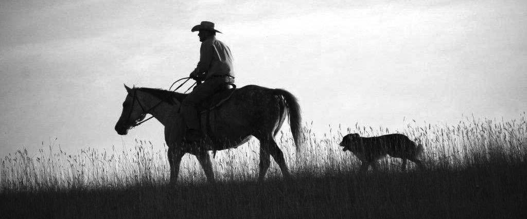 WE MARKET WORKING CATTLE RANCHES We have connections far outside the State of Montana through our purebred business.