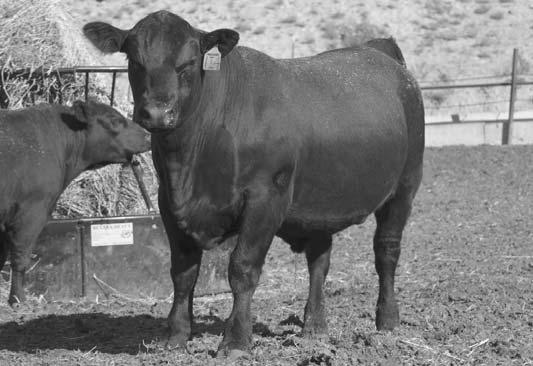 A large scrotal scale crusher. 3.0 53 97 19.40.36 Thistledew Cattle Company Our #1 Goal is to create enduring, long lasting, highly profitable, fun relationships.