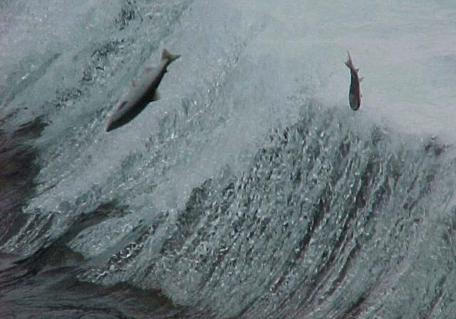 The experience of Alaska wild salmon provides an example