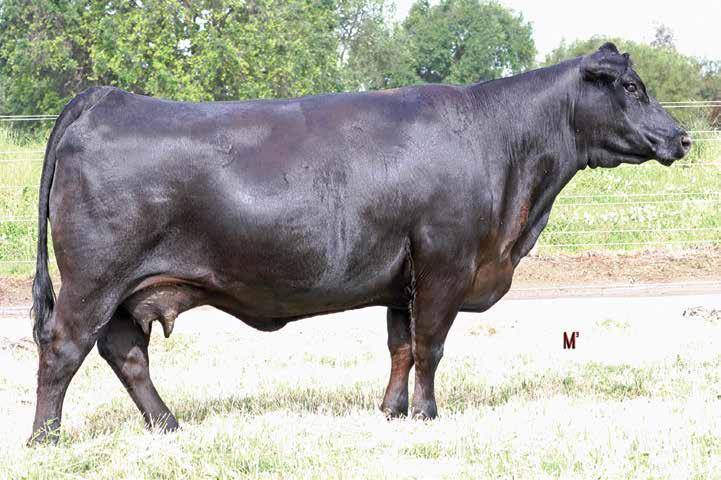 A special highlight from the herd sire producing Blackbird family, a heifer pregnancy sired by the growth and $B leader, Black Magic from the foundation Blackbird in the Sierra Ranch program,