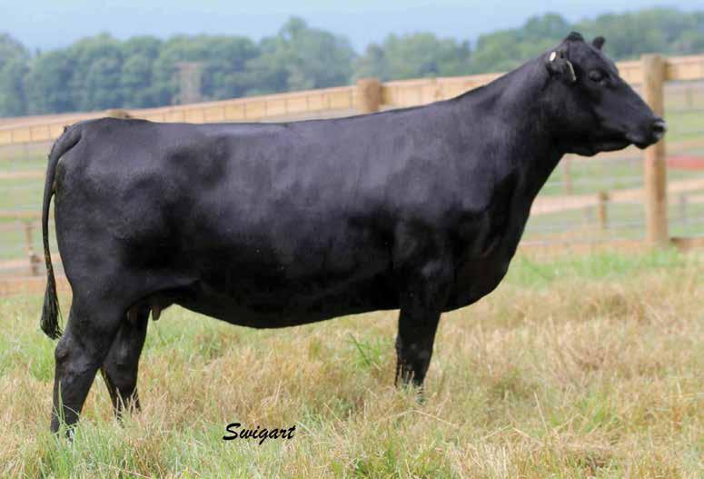 ANKONY MISS BLACKCAP AH D10 Donor dam of Lot 6. Miss Blackcap AH D10 currently places among proven dams in the top 1% for WW, YW, Marb, $F and $G; 4% for $W and $B; 15% for CW; and 25% for RE.
