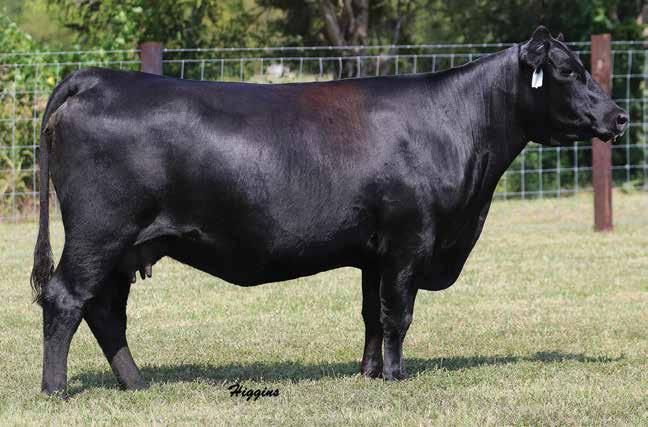 Featuring choice in two heifer pregnancies from the herd sire producing Blackcap family and from the $50,000 valued feature of the Banner Elite Genetics and Pelphrey Cattle Company donor programs,
