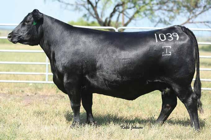 GAR Scale House The full brother to the donor dam of Lots 12A and 12B featured in the Genex roster.