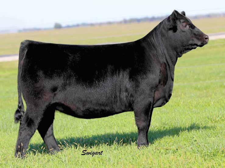 CURTIN LAND & CATTLE CURTIN LUCY 7056 Lot 13 Lucy 7056 presently places among non-parent females in the top 3% for $F; 5% for YW and $B; 10% for WW and $W; and 20% for CW, Marb and $G.