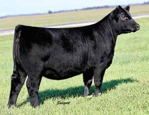 The dam of Lot 13 was selected as the top-selling fall pair of the 2015 Big Event at Express Ranches and she blends the foundation female sire, Consensus 7229 with a direct daughter of the