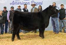 Primrose 0731, the donor dam of Lot 14 blends the popular and longtime leader of the Genex roster, Bismarck with a direct daughter of the $280,000 Deer Valley Farms matriarch, Primrose 1247 by the