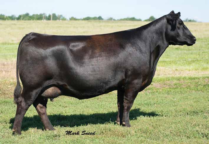 DAMERON PRIMROSE 659 A maternal sister to Lot 14 and Reserve Grand Champion Female of the 2017 American Royal ROV Show.