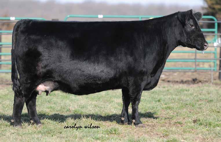 WELYTOK TOTAL TEN ERIANNA 3B2 The $87,500 maternal sister to Lot 15 selected by High Roller Angus in the 2016 Springfield Angus Sale.