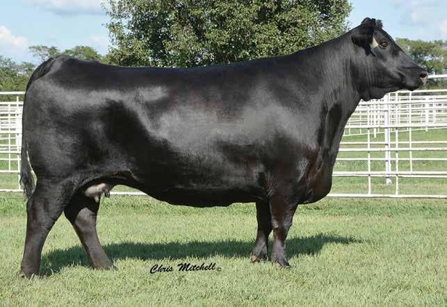 Selling Choice in two exciting pregnancies stemming from the breed leading marbling female, Progress 830.