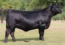 EVANS BLACKBIRD HEIFER PREGNANCY Due Date: 2-2-2018 EF BLACKBIRD 3241 The foundation Blackbird in the Evans Farms and Bar W Angus Ranch programs and donor dam of Lots 17A and 17B.
