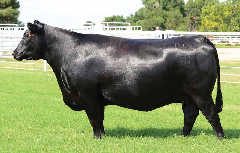 GAR SUNRISE 1482 Donor dam of Lots 18A and 18B and feature of the Express Ranches and Vista Farms joint embryo programs.