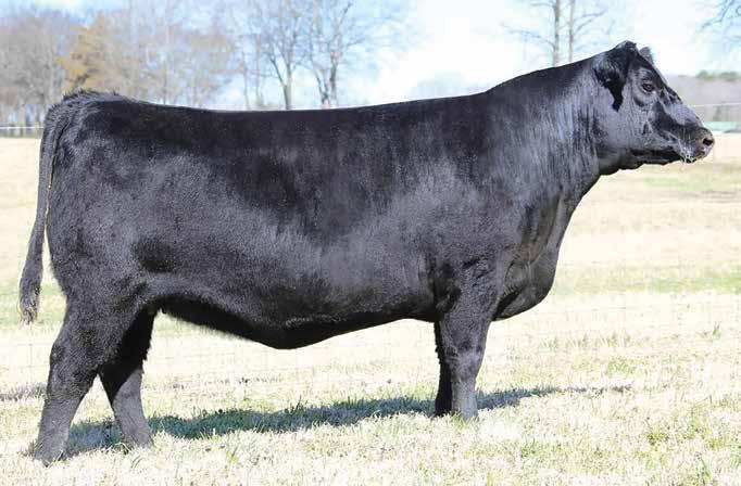 Featuring a heifer pregnancy from the foundation Queenie in the joint embryo programs of Express Ranches and Spruce Mountain Ranch, Queenie X104 sired by the $580,000 recordselling bull of 2017