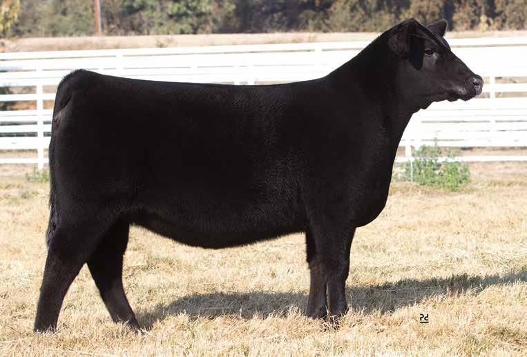 EZAR LADY IDA 7357 Lot 21 Lady Ida 7357 currently places among non-parent females in the top 1% for WW, $F and $B; 2% for YW and CW; 10% for $W; 15% for Marb; and 20% for $G.