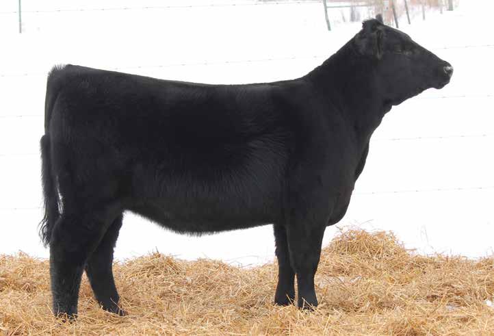 DEAN S QUEENIE X108 A daughter of this featured Gobbell Farms and Crazy K Ranch donor sells as Lot 22.