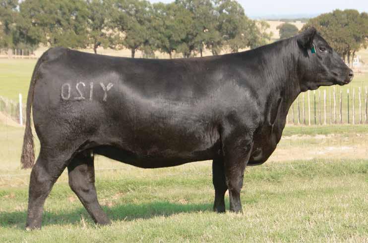 30 DEAN S QUEENIE Y120 The $600,000 valued highlight of the High Roller Angus and Cox Ranch programs donor dam of Lot 23.