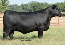 with a direct daughter of the 44 Farms matriarch, Ruby 1224 by Ambush 28, Ruby X110. Ruby 2357, the donor dam of Lot 24 posts a WR 1@100 while carrying ultrasound ratios IMF 20@99 and REA 20@100.