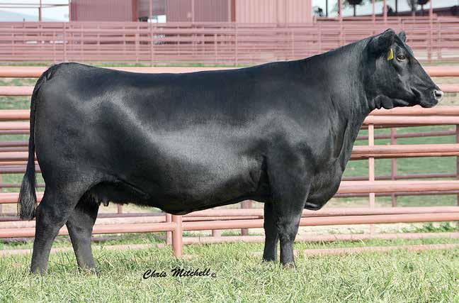 KCF BENNETT FORTRESS A maternal brother to Lots 25A and 25B featured in the Select Sires roster.
