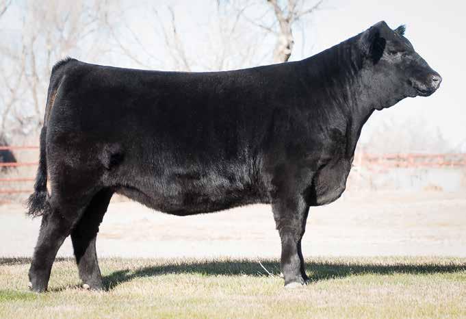 Barbara 7253 is a tremendous donor and brood cow prospect sired by the growth outcross sire, Whitlock and produced by a fabulous full sister to the Deer Valley Farm herd sire and featured growth, RE