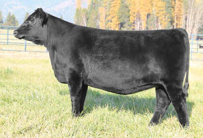 A powerful multi-trait prospect from the heart of the Montana Ranch spring yearlings BASIN LUCY 1037 A daughter of this multi-trait feature of the Montana Angus Ranch and Basin Angus programs sells