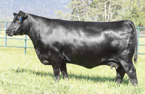 Blackbird 7007 is a sensational growth prospect sired by the highlight of the record-setting 2017 Bases Loaded Sale, Cowboy Up 5405 and produced by the powerful headliner of the Blackbird family in