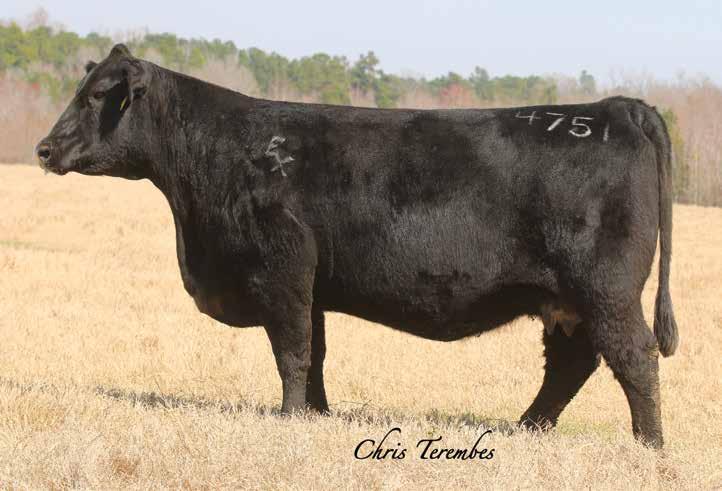 Featuring a heifer pregnancy from one of the newest additions to the Pleasant Valley Farm program, Rita 4751 by the proven growth and $B sire in the Deer Valley Farms herd sire battery, Weigh Up K360.