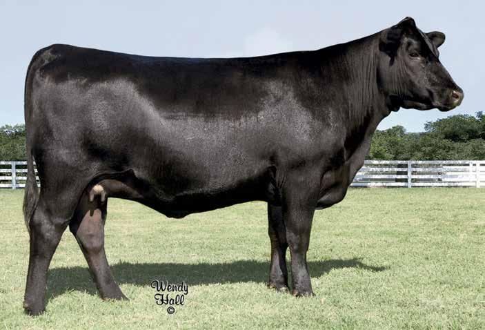 A special and exciting heifer pregnancy from the $40,000 topselling first calf heifer of the Woodside Farms dispersal, Rita 4283 by the outstanding young sire in the Express Ranches herd sire