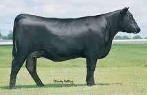 $16,355 to Limestone, LLC, Werner Angus, SandPoint Cattle