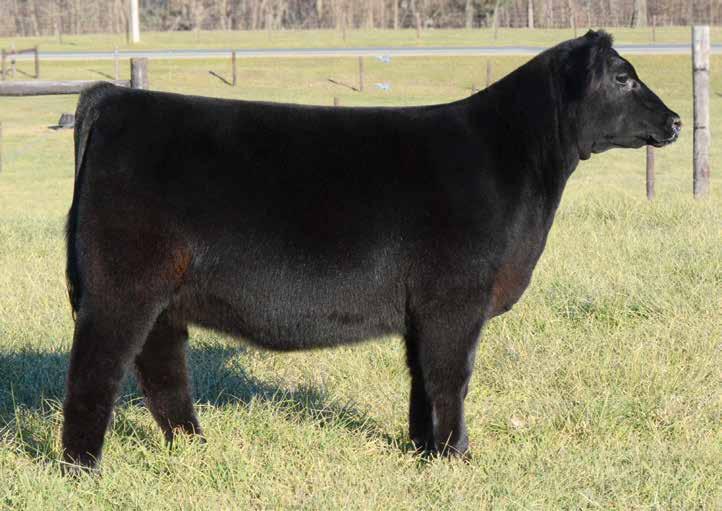 Maternal sisters to this exciting intermediate prospect include: Sandy 5086 who reigned as Grand Champion Heifer of the 2016 North American International and Grand Champion Bred