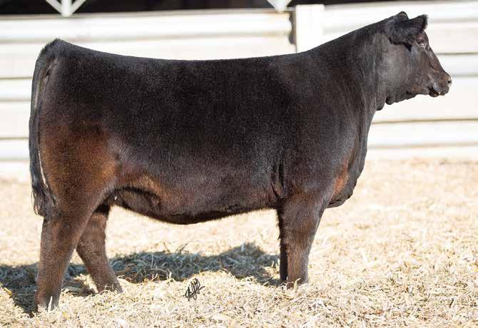 Selling half interest with the option to double in this powerful calving-ease balanced-trait female from the top of the spring yearling replacements in the Simon s Cattle Company program.