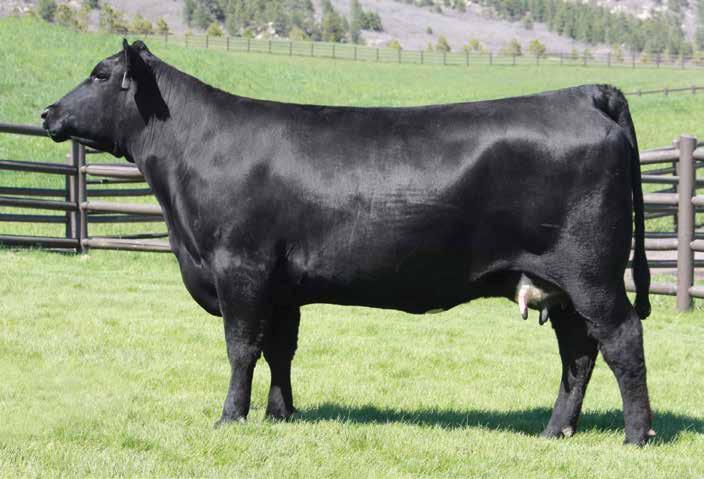 A special and exciting heifer pregnancy from the $220,000 valued Spruce Mountain Ranch and Express Ranches donor, Blackbird 2318 by the sensational young sire, Monumental.