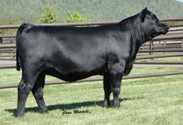 Blackbird 2318 was the headliner and top-selling female of the 2013 Spruce Mountain Ranch Sale selling half interest to Express Ranches and records a WR 1@112 while carrying ultrasound ratios IMF