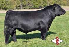 The dam of Lot 43 records a WR 2@103 and a YR 1@100 while five daughters maintain a combined WR 10@102.