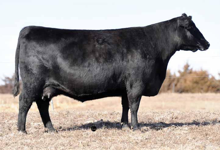 Featuring a heifer pregnancy from first time consignor TD Angus at Rishel Ranch produced by the foundation TD Angus Pride, B/R Pride 1551 and sired by the popular female sire, Payweight 1682.