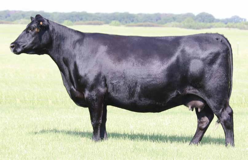 BAR LR IVORY ENAMEL 242 The $140,000 valued and top-selling open donor of the 2017 Wilks Ranch Sale and donor dam of Lot 46.