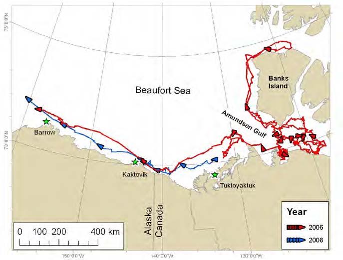 Summer and fall (June October) tracks of a bowhead whale tagged near