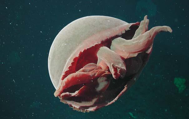Glossary Big Red, discovered in 2003, has oral arms but no tentacles. Conclusion Scientists learn new facts about jellyfish every year. They also often discover new kinds of jellies.
