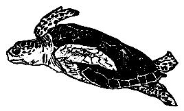 ! LOGGERHEAD SEA TURTLES along with Green Turtles, Hawksbill Turtles, Leatherback Turtles, and Atlantic Ridley Turtles still sometimes swim in the Atlantic off the New York / New Jersey coast.