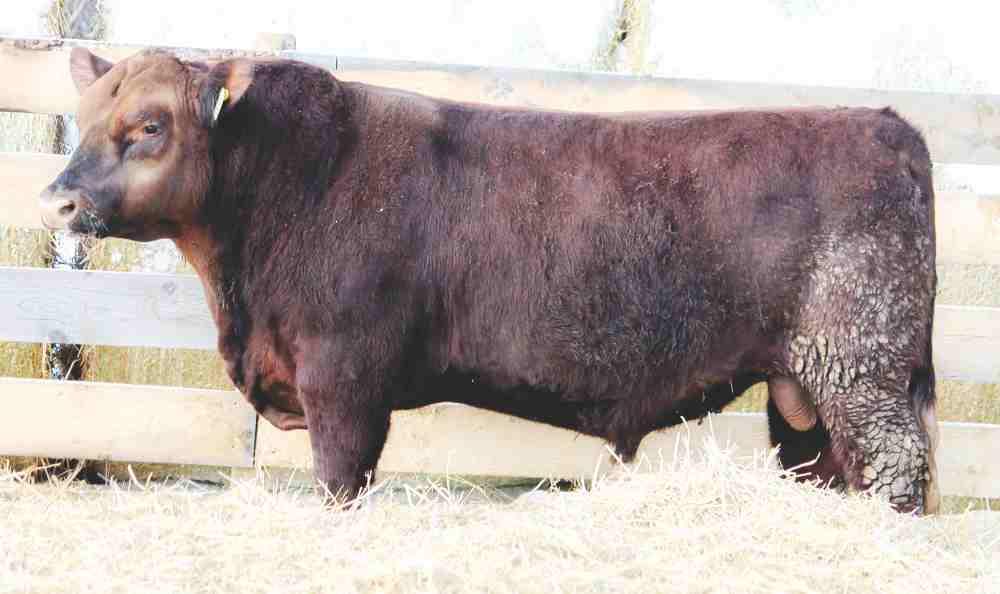 RED ANGUS TWO YEAR OLDS LOT 47C RED NORTH POINT BLUE RARE 47C DOB: MARCH 15 2015 SIRE: RED NORTH POINT BLUE RARE 69A DAM: RED NORTH POINT PRINCESS 2A