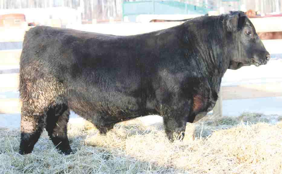 BLACK ANGUS TWO YEAR OLDS LOT 15C NORTH POINT IRON MOUNTIAN 15C DOB: MARCH 8 2015 SIRE: PEAK DOT MOUNTAINMAN 664X DAM: